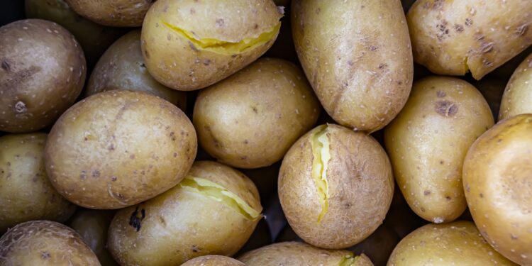 Fazenda ficou milhões quilos batatas