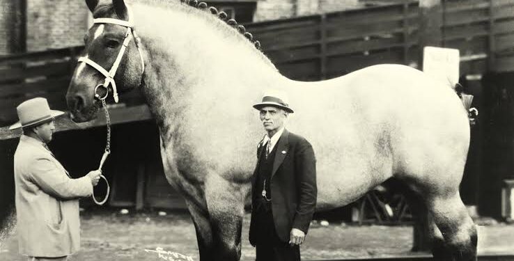 Maior cavalo registrado mundo tinha