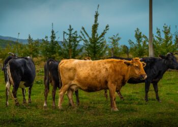 Maior fazenda gado brasil impressiona