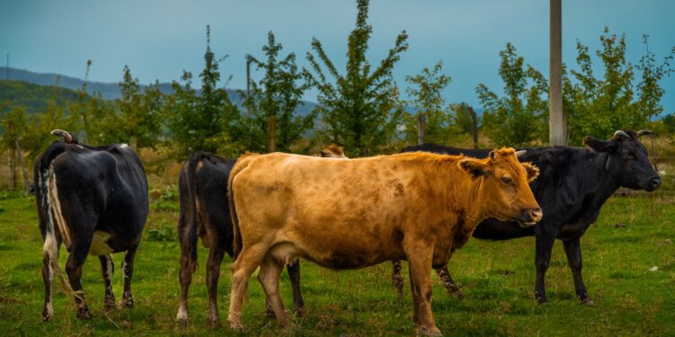 Maior fazenda gado brasil impressiona