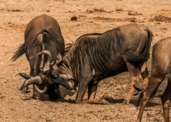 Milhões gnus percorrem cerca busca