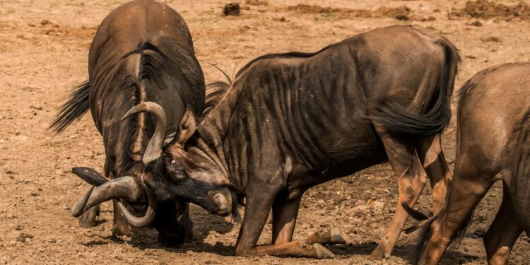 Milhões gnus percorrem cerca busca