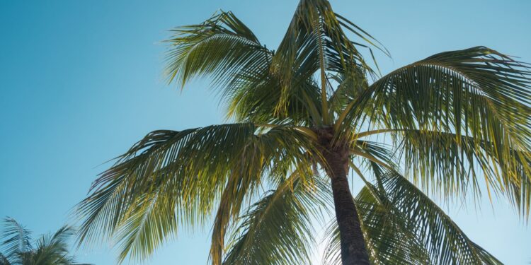 Bananeira coqueiro planta possui folhas