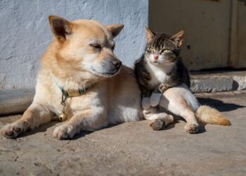 Cachorro gato roedor brasileiro passar