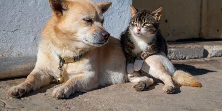 Cachorro gato roedor brasileiro passar