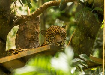 Leão tigre maior felino américas
