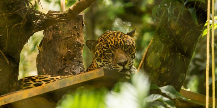 Leão tigre maior felino américas