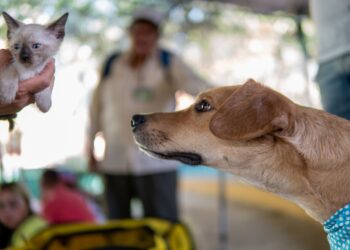 Nova lei muda compra cães