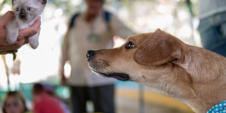 Nova lei muda compra cães