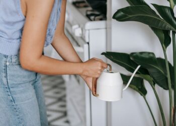 Melhor horário regar plantas quentes