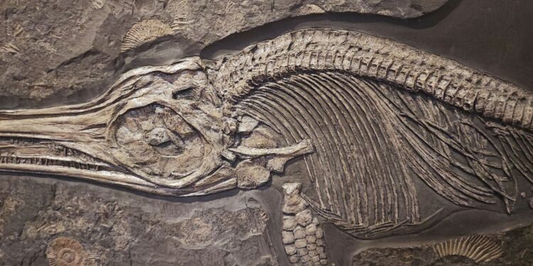 Ossos encontrados obra brasil eram