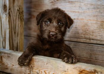Psicologia conversar cachorros fossem parecer