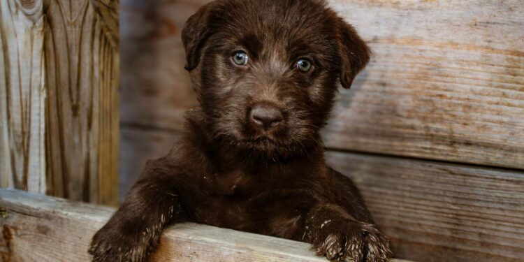 Psicologia conversar cachorros fossem parecer