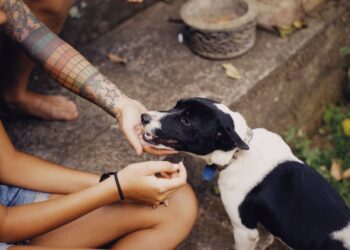 Psicologia cumprimentar cachorros encontra rua