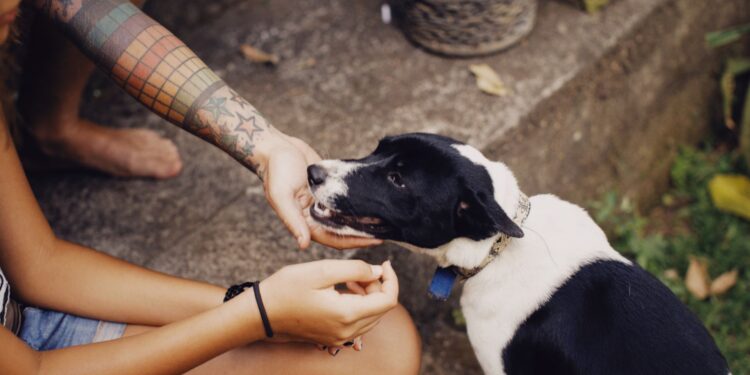 Psicologia cumprimentar cachorros encontra rua