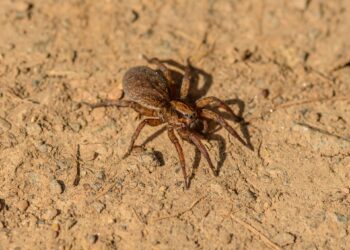 Maior aranha do mundo anda rastejando pelo Brasil