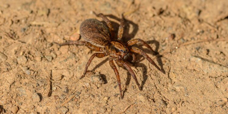 Maior aranha do mundo anda rastejando pelo Brasil
