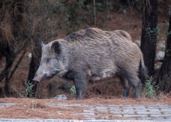 Após 10 anos, javali de quase 300kg que aterrorizava região foi capturado