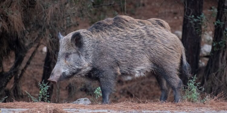 Após 10 anos, javali de quase 300kg que aterrorizava região foi capturado