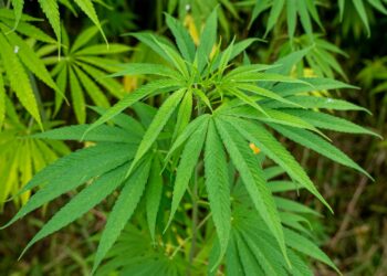 Após mais de 500 anos de história, Brasil libera uso de cannabis
