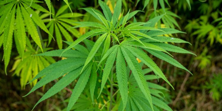 Após mais de 500 anos de história, Brasil libera uso de cannabis