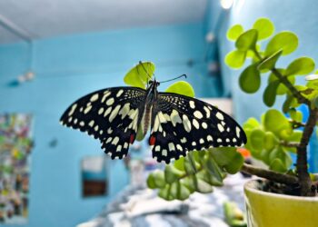 A lenda da borboleta que entra em casa à noite: o significado atribuído à visita em diferentes culturas