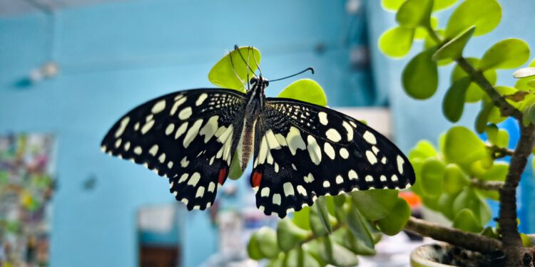 A lenda da borboleta que entra em casa à noite: o significado atribuído à visita em diferentes culturas