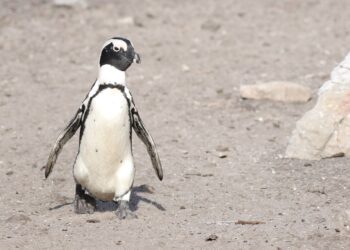 Pinguins nadar semanas trocar penas