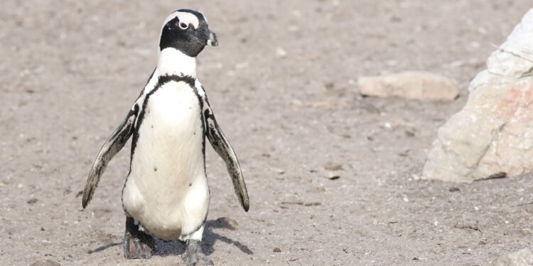 Pinguins nadar semanas trocar penas