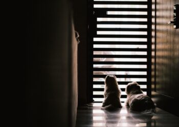Cachorros esperam tutor porta sabendo