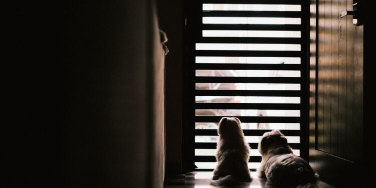 Cachorros esperam tutor porta sabendo