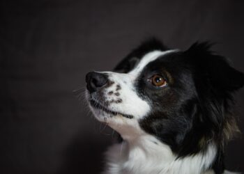 Quanto custa border collie quanto