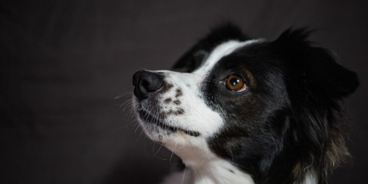 Quanto custa border collie quanto