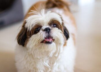 Quanto custa shih tzu gastos