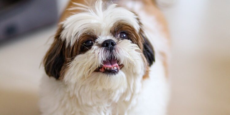 Quanto custa shih tzu gastos