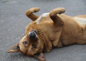 Cachorro dorme barriga cima especialistas