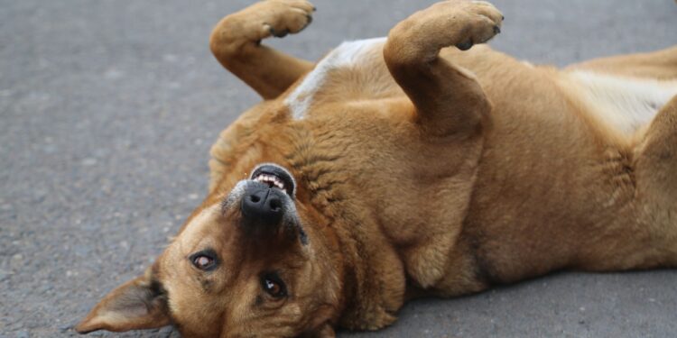 Cachorro dorme barriga cima especialistas