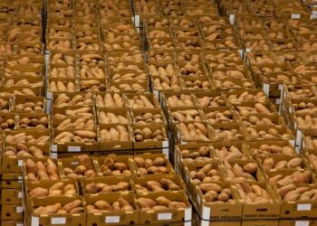 Superprodução deixou centenas toneladas batatas