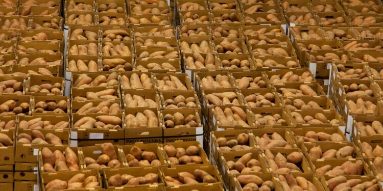 Superprodução deixou centenas toneladas batatas