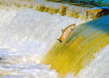 Salmão percorrer quase rio acima