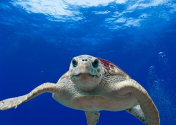 Única tartaruga marinha percorreu atravessou