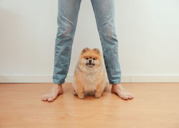 Veterinários explicam cachorro senta pés