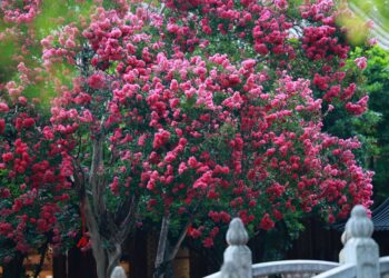 Árvore jardineiros recomendam floresce ano