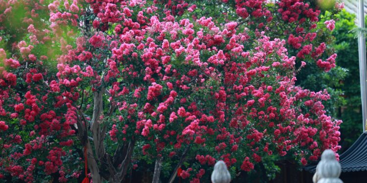 Árvore jardineiros recomendam floresce ano