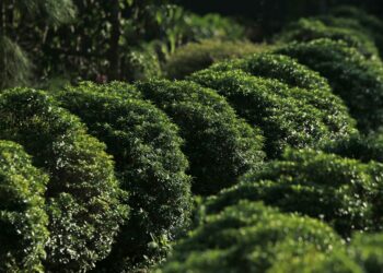 Agrônomo percebeu arbustos escondiam raízes