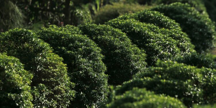 Agrônomo percebeu arbustos escondiam raízes