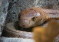 Cobra encontrada irã falsa aranha