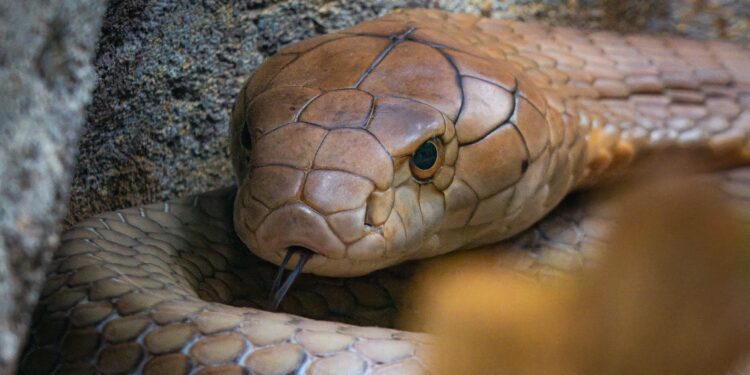 Cobra encontrada irã falsa aranha