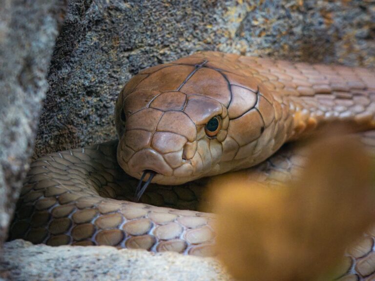 Cobra encontrada irã falsa aranha