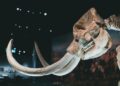 Dna mamutes revela humanos era
